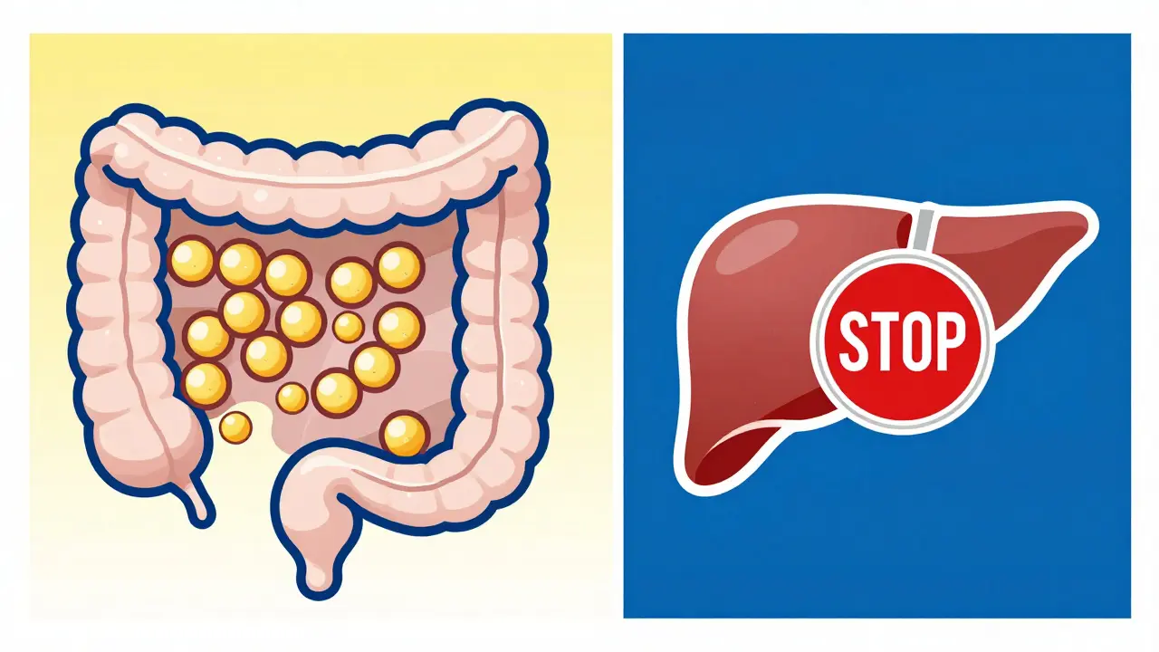 Graphic illustration showing cholesterol blockage in the gut and liver.